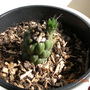 O..SUBULATA