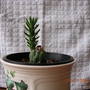 O...SUBULATA