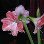 DSCN0485.jpg