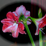 FSCN0491.jpg