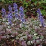 Ajuga_arctic_frost_blooms_4-30-04