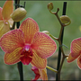Orchid (Phalaenopsis) (Phalaenopsis)
