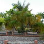 Palms