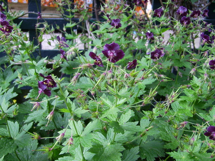 A garden flower photo (Geranium phaeum (Mourning widow))