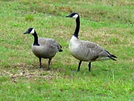 Canadian Geese