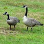 Canadian Geese