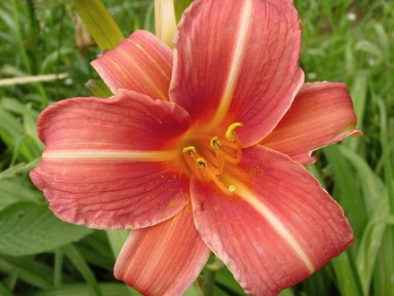 Daylily