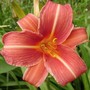 Yard_pictures_074