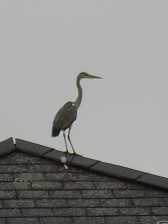 heron looking for a quick snack from my pond