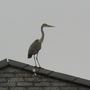 heron looking for a quick snack from my pond