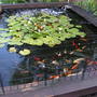 our very large pond june/july 2007
