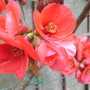 Chaenomeles. (Chaenomeles japonica (Japonica))
