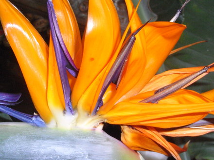 Strelitzia Reginae. (Strelitzia reginae (Bird of paradise))