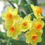 Narcisus-2