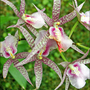 Orchid