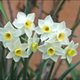 Paperwhites