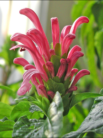 King's Crown (Justicia Carnea)