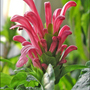 Justicia carnea