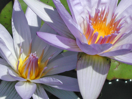 Waterlily 5