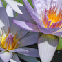 Waterlily-4