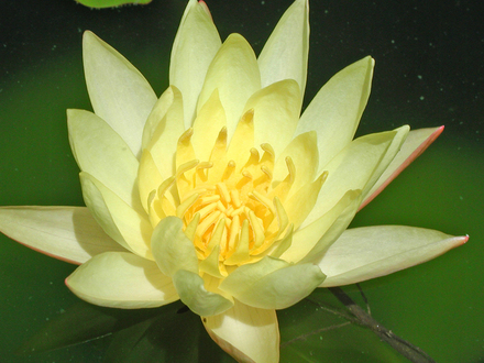 Waterlily 4