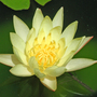 Waterlily 4