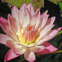 Waterlily 2