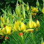 Dsc00211