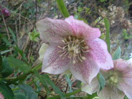 Pink helleborus