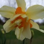 Double_narcissus