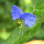Asiatic_dayflower_8-01-04_exc