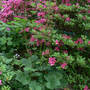 Alumroot_fullvw_leaves_front_azalea_bed_5-08-06_good