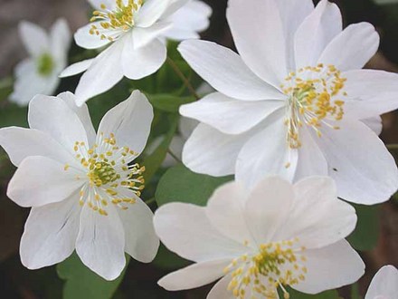 Rue Anemone (Anemonella thalictroides)