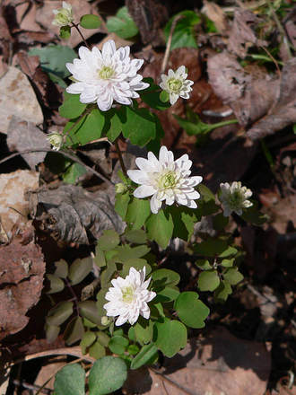 Rue Anemone DOUBLE (Anemonella thalictroides DOUBLE)