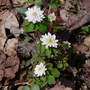 Rue_anemone_double2_4-02-07