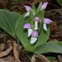 Showy_orchis_blooms_4-25-04_good