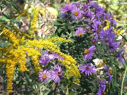 New England Aster  (Aster novae-angliae)
