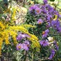 New England Aster  (Aster novae-angliae)