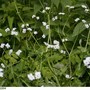 Beaked_corn_salad_5-14-04