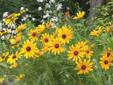 Black-eyed Susan (Rudbeckia hirta)