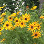Black-eyed_susan_bouncingbetbackground_7-05-03