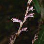 Beechdrops_blooms_close_9-27-05_good_800