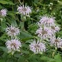 Bergamot_wild_bunch_bee_7-24_sm