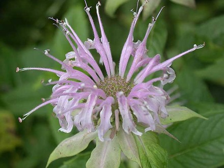 Wild Bergamot close (Monarda fistulosa)