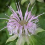 Monarda fistulosa