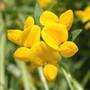 Birdfoot_trefoill_good_6-09-02