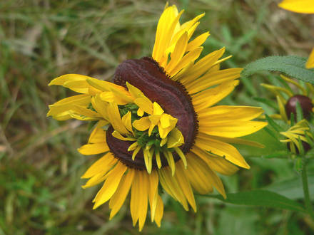 Black-eyed Susan gone goofy (Rudbeckia hirta)