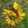 Rudbeckia hirta