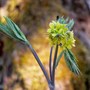 Blue_cohosh_blooming_4-11-05_good