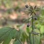 Blue_cohosh_bloomsbuds_leaves_4-16-06_good